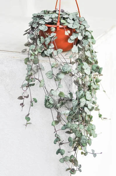 Kalp zinciri, kupa zinciri ya da kupa tasması ya da asma ya da kalpler ya da bir ip ya da sevgili sarmaşığı ya da