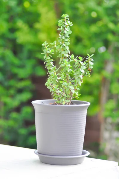 crassula ovata, jade plant plant or crassula plant