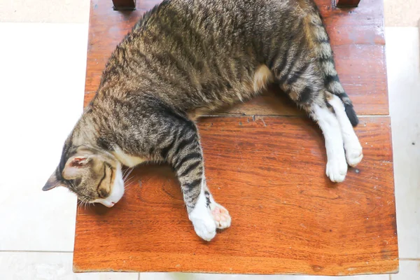 Gatto Gatto Assonnato Sulla Sedia — Foto Stock