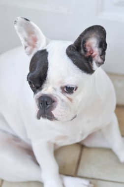 Köpek, Fransız bulldog ya da yerde benekli bir buldog.