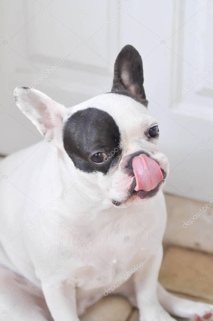dog, French bulldog or spotted French bulldog or hungry dog on the floor