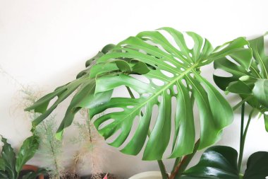 Canavar, Herricane bitkisi ya da saksıda İsviçre peyniri.