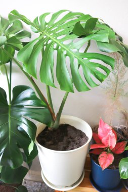 Canavar, Herricane bitkisi ya da saksıda İsviçre peyniri.