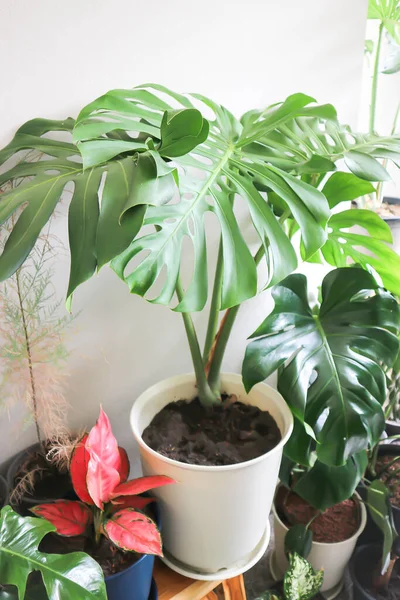 Monstera, Herricane plant or Swiss cheese plant in the flower pot
