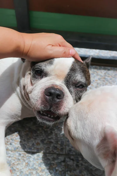 在地板上摸狗 昏昏欲睡的法国斗牛犬或法国斗牛犬 — 图库照片