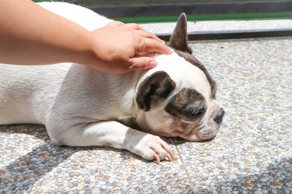 Manosear Perro Bulldog Francés Soñoliento Bulldog Francés Suelo —  Fotos de Stock