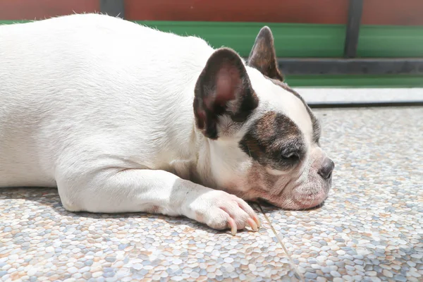 Bulldog Francese Assonnato Bulldog Francese Sul Pavimento — Foto Stock