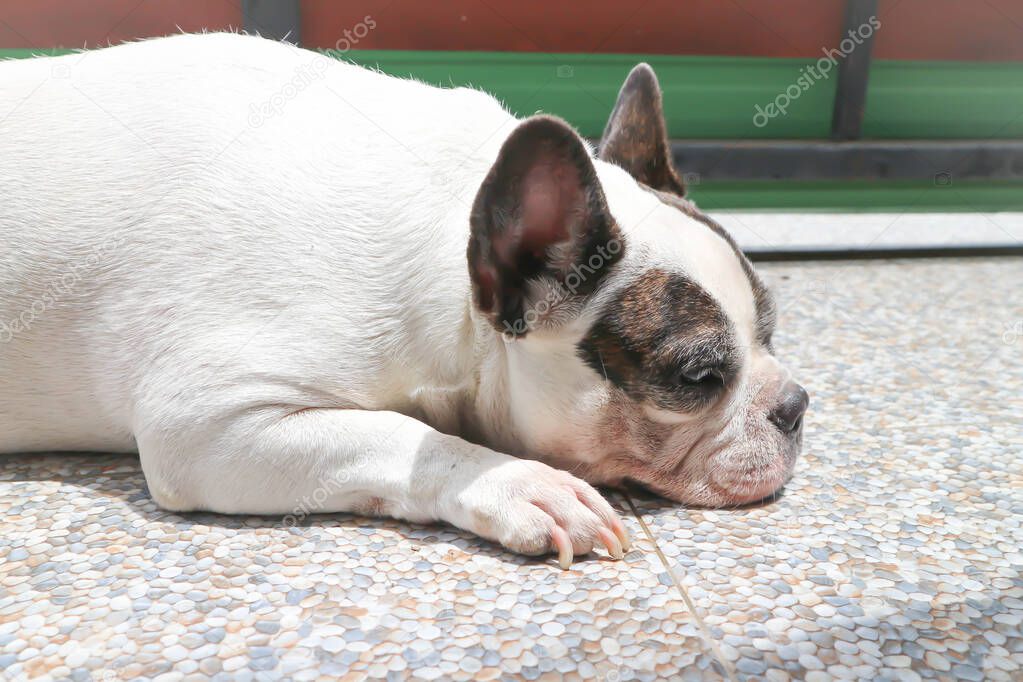 sleepy French bulldog, French bulldog on the floor