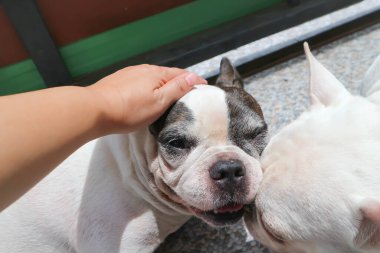 Bir köpeği ellemek, uykucu Fransız bulldog 'u ya da yerde Fransız bulldog' u.