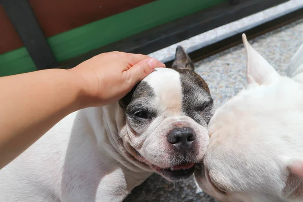 Betast Een Hond Slaperige Franse Bulldog Franse Bulldog Vloer — Stockfoto