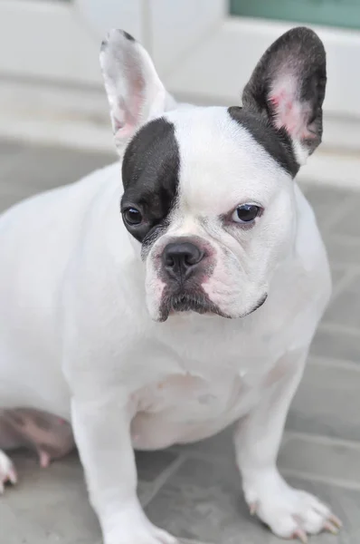 Hond Afwezige Franse Bulldog Franse Bulldog Vloer — Stockfoto