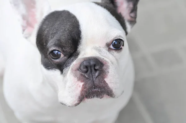 Hund Zerstreute Französische Bulldogge Oder Französische Bulldogge — Stockfoto