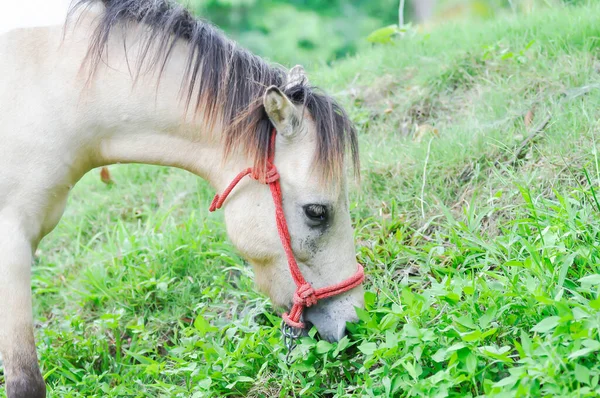 Póni Vagy Barna Füvet Eszik Mezőn — Stock Fotó