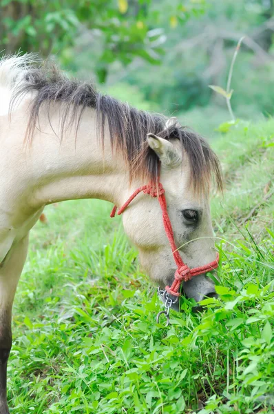 Häst Ponny Eller Brun Häst Äter Lite Gräs Fältet — Stockfoto
