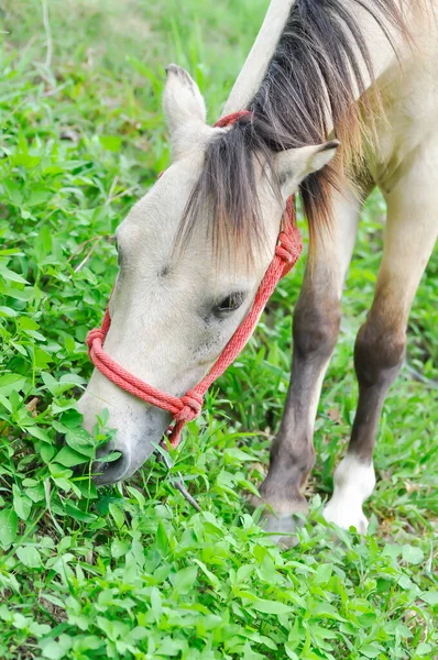 Cavalo Pônei Cavalo Marrom Está Comendo Alguma Grama Campo — Fotografia de Stock
