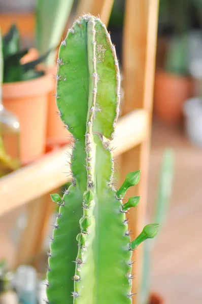 Cereus Fairy Castle Cereus Peruvianus Cactus Flower — Stock Photo, Image