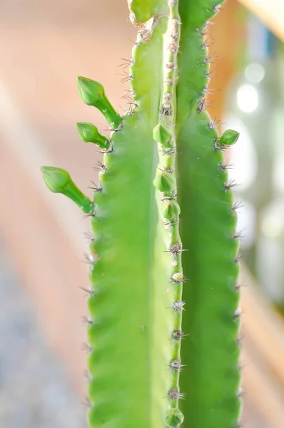 Cereus Istana Peri Atau Cereus Peruvianus Dan Bunga Kaktus — Stok Foto