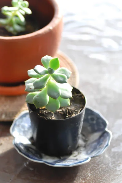 Sukkulente Kleine Pflanze Oder Kaktus Blumentopf — Stockfoto