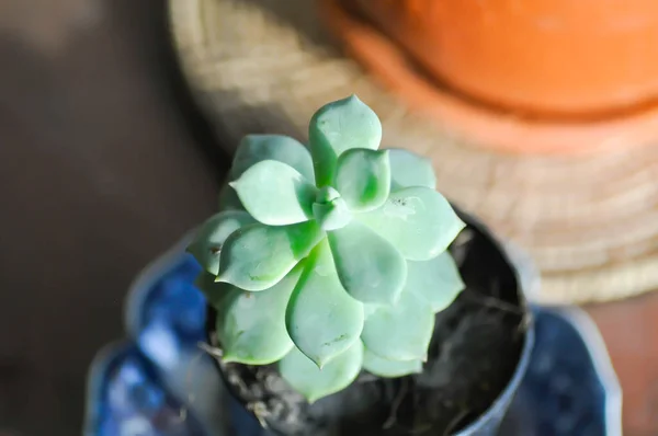 Sappige Kleine Plant Cactusplant — Stockfoto