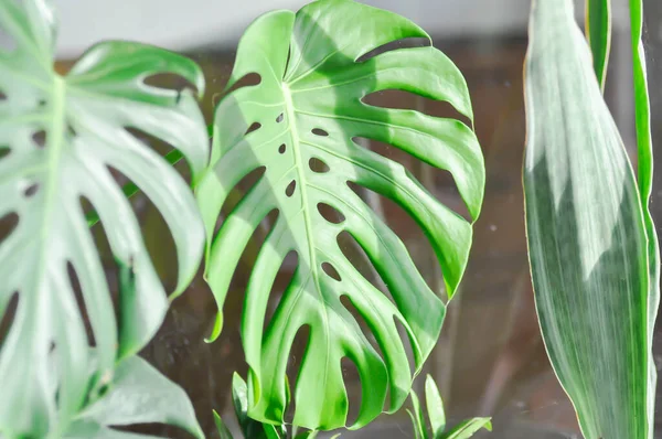 Monstera, Herricane plant or Swiss cheese plant and devil tongue plant