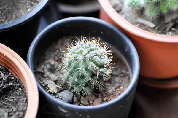 Cactus Cactus Plant Flower Pot — Stock Photo, Image