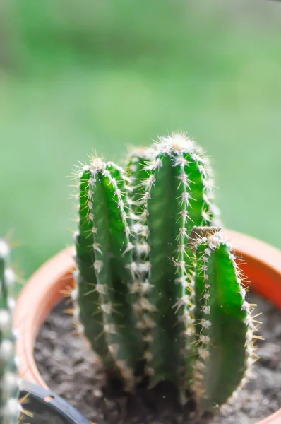 Cactus Fairytale Castle Cereus Peruvianus Flower Pot — Stock Photo, Image