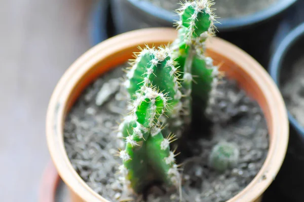 Cacto Castelo Conto Fadas Cereus Peruvianus Vaso Flores — Fotografia de Stock