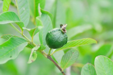 guava ya da guava ağacı, MYRTACEAE ya da Psidium guajava Linn