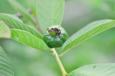 guava ya da guava ağacı, MYRTACEAE ya da Psidium guajava Linn