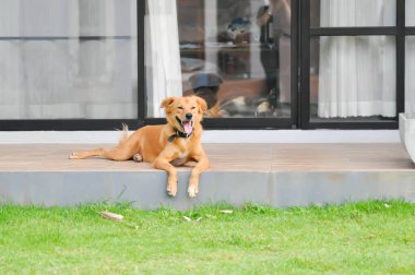 Köpek, yerde kahverengi köpek ya da evde kahverengi köpek