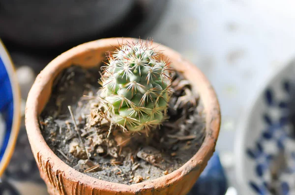 Cactus Cactus Flower Pot — Stock Photo, Image