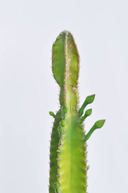 Cereus sp, Fairy Castle veya Cereus Peruvianus, castus plant