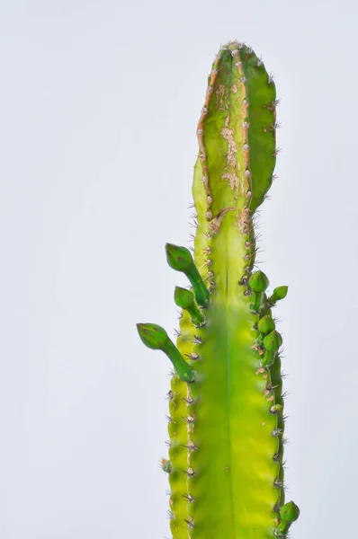 Cereus Pohádkový Hrad Nebo Cereus Peruvianus Castus Plant — Stock fotografie