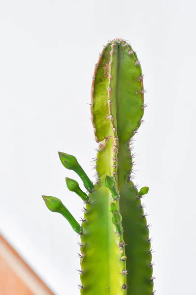 Cereus Fairy Castle Cereus Peruvianus Castus Plant — Stock Photo, Image