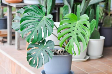 Monstera, Herricane plant or Swiss cheese plant clipart