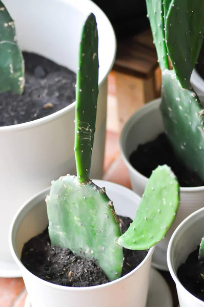 Kaktus Blomkruka Opuntia Växt — Stockfoto