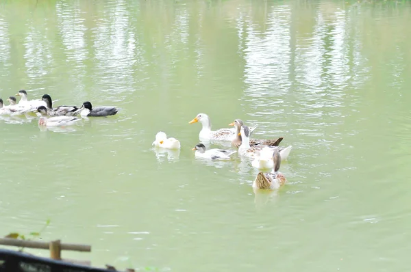 Enten Enten Oder Enten Teich Schwimmen — Stockfoto