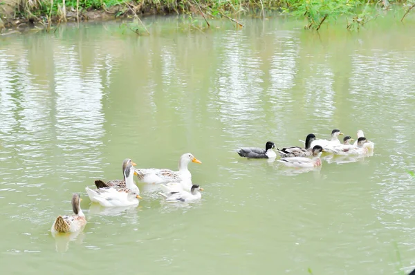 Enten Enten Oder Enten Teich Schwimmen — Stockfoto