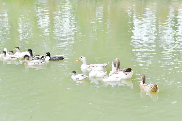 Enten Enten Oder Enten Teich Schwimmen — Stockfoto