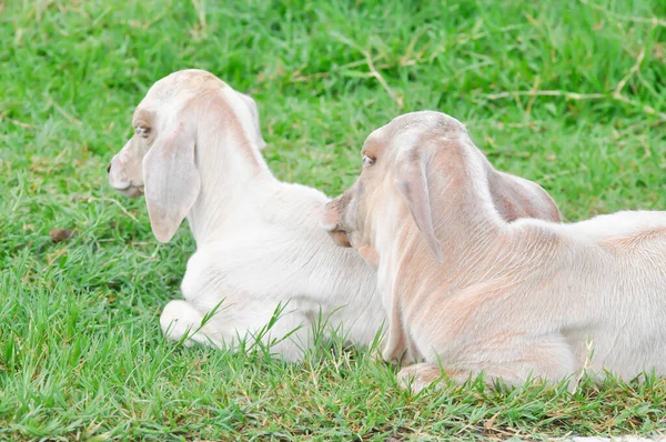 Vache Jeunes Vaches Dans Les Champs — Photo