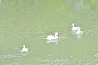 Yüzen ördekler, ördekler ya da göldeki ördekler