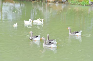 Yüzen ördekler, ördekler ya da göldeki ördekler