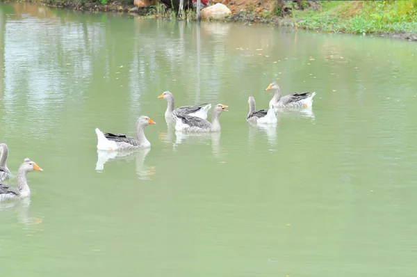 在池塘里游泳的鸭子 鸭或鸭 — 图库照片