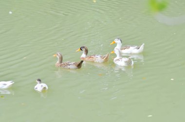 Yüzen ördekler, ördekler ya da göldeki ördekler