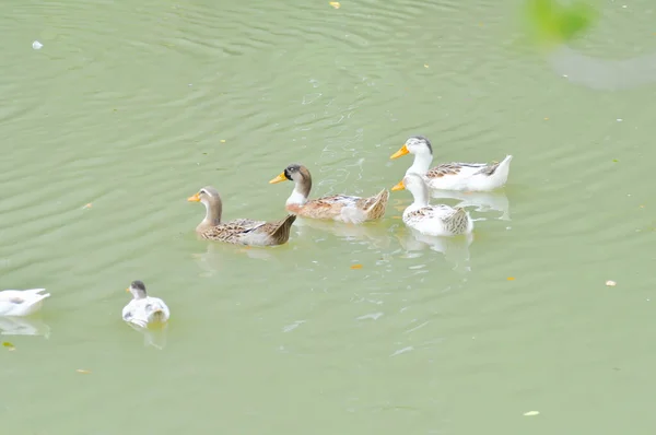 swimming ducks, duck or ducks in the pond