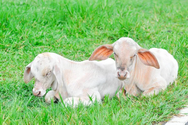 Kuh Jungkuh Oder Jungkühe Auf Dem Feld — Stockfoto