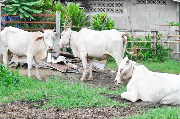 Vache Jeunes Vaches Dans Les Champs — Photo