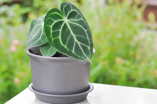 Anthurium clarinervium, Anthurium crystallinum veya Anthurium hybrid plant