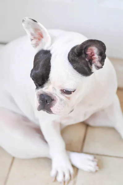 Frånvarande Fransk Bulldog Eller Fransk Bulldog Omedveten Hund — Stockfoto