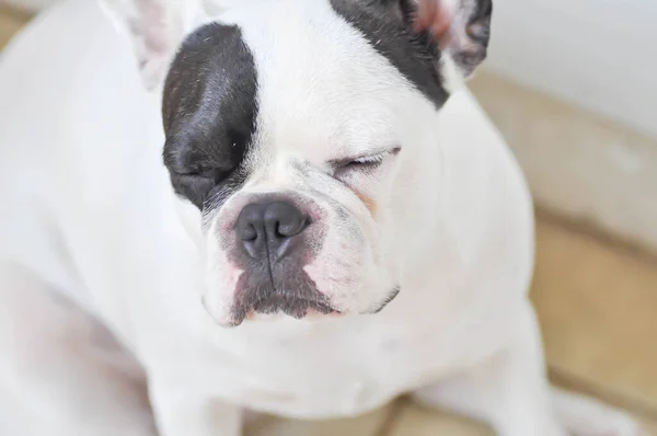 Bulldog Francês Sonolento Bulldog Francês Cão Sonolento — Fotografia de Stock